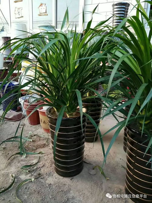 商務送禮新風尚 大氣擺件與綠植鮮花的完美選擇